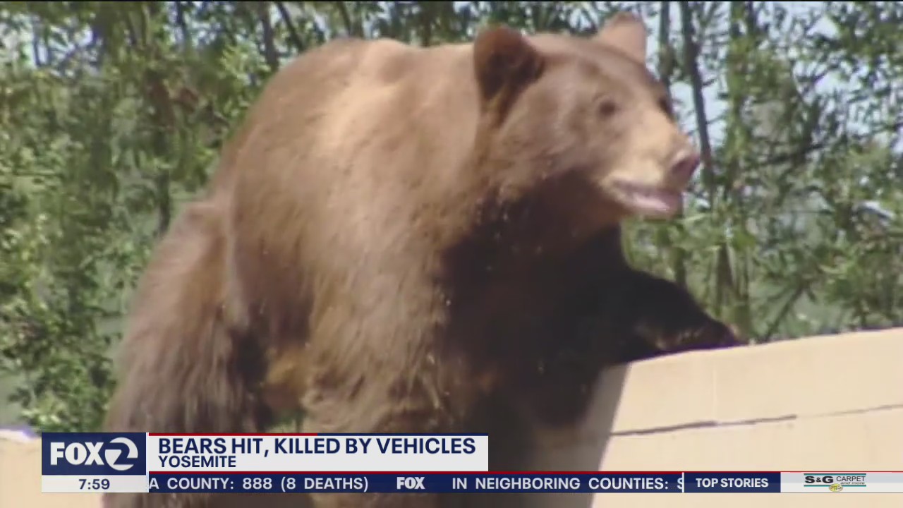 Bears struck by drivers in Yosemite