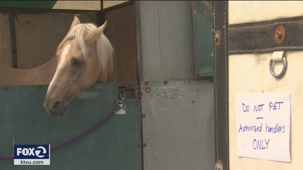 Cow Palace a 'modern day Noah's Ark', takes in evacuated livestock