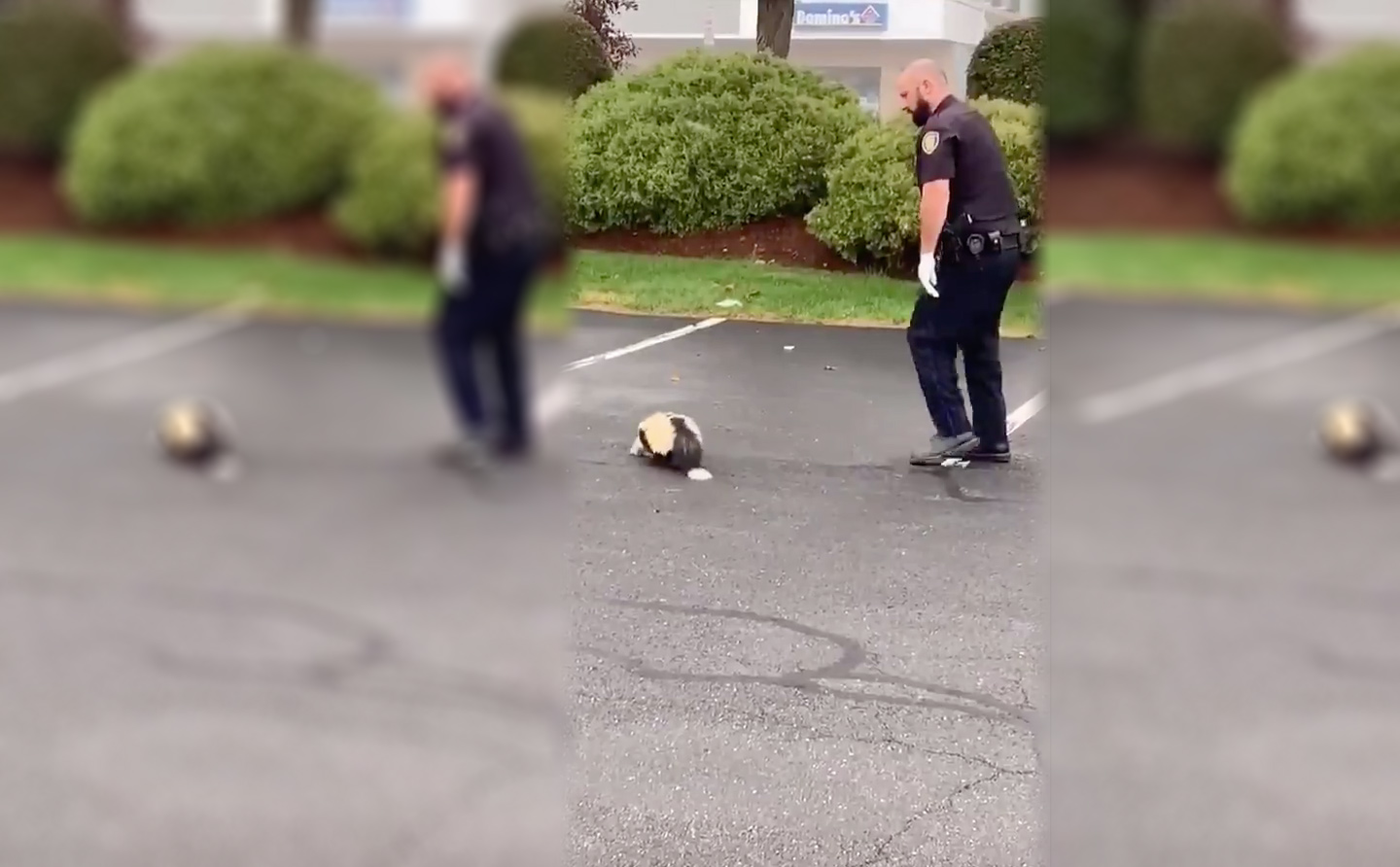 Police officer helps skunk stuck in container