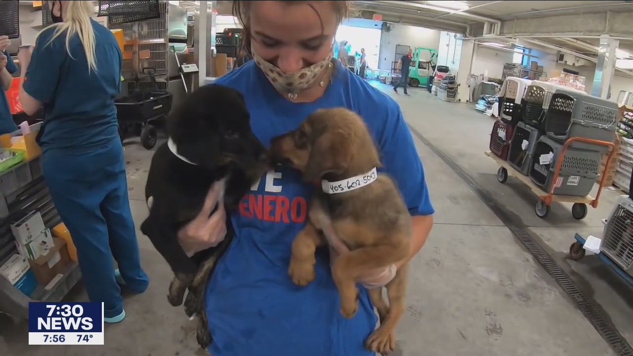 Animal Humane Society team returns to Minnesota with 40 dogs ready for adoption