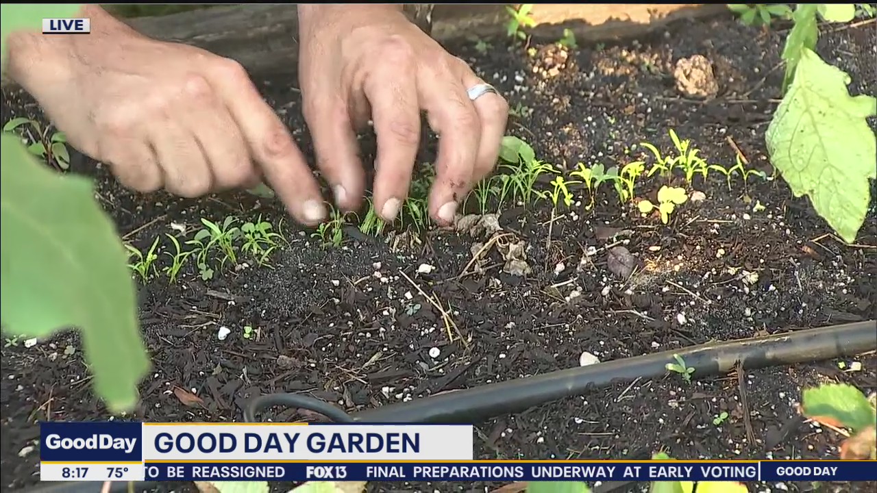 Thinning out the carrots