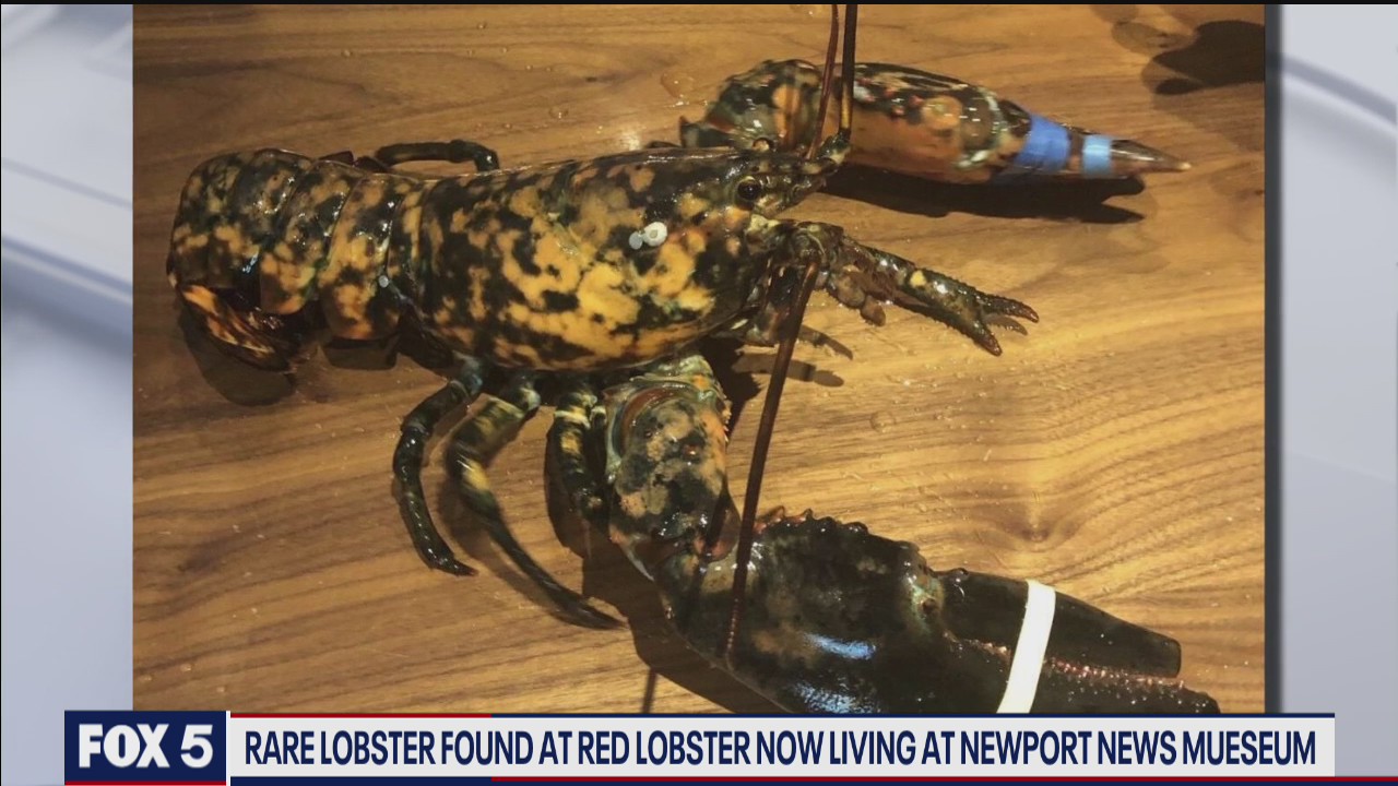 Rare calico lobster found at Manassas Red Lobster gets new home in Virginia museum