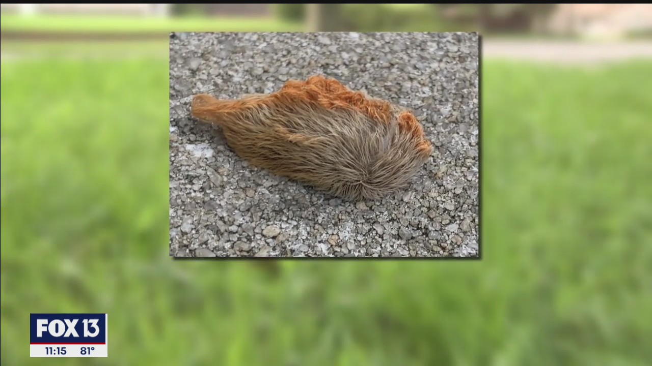 Local woman describes puss caterpillar experience