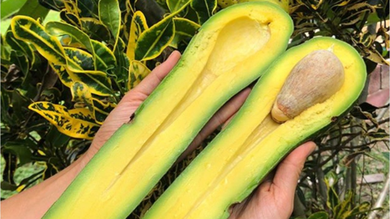 Florida farmers' giant long-neck avocados can cost up to $47 each