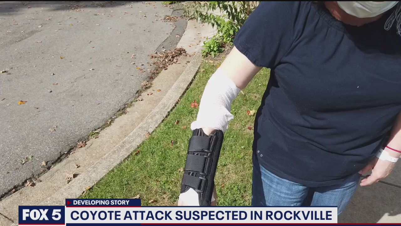 Woman attacked by coyote in Rockville