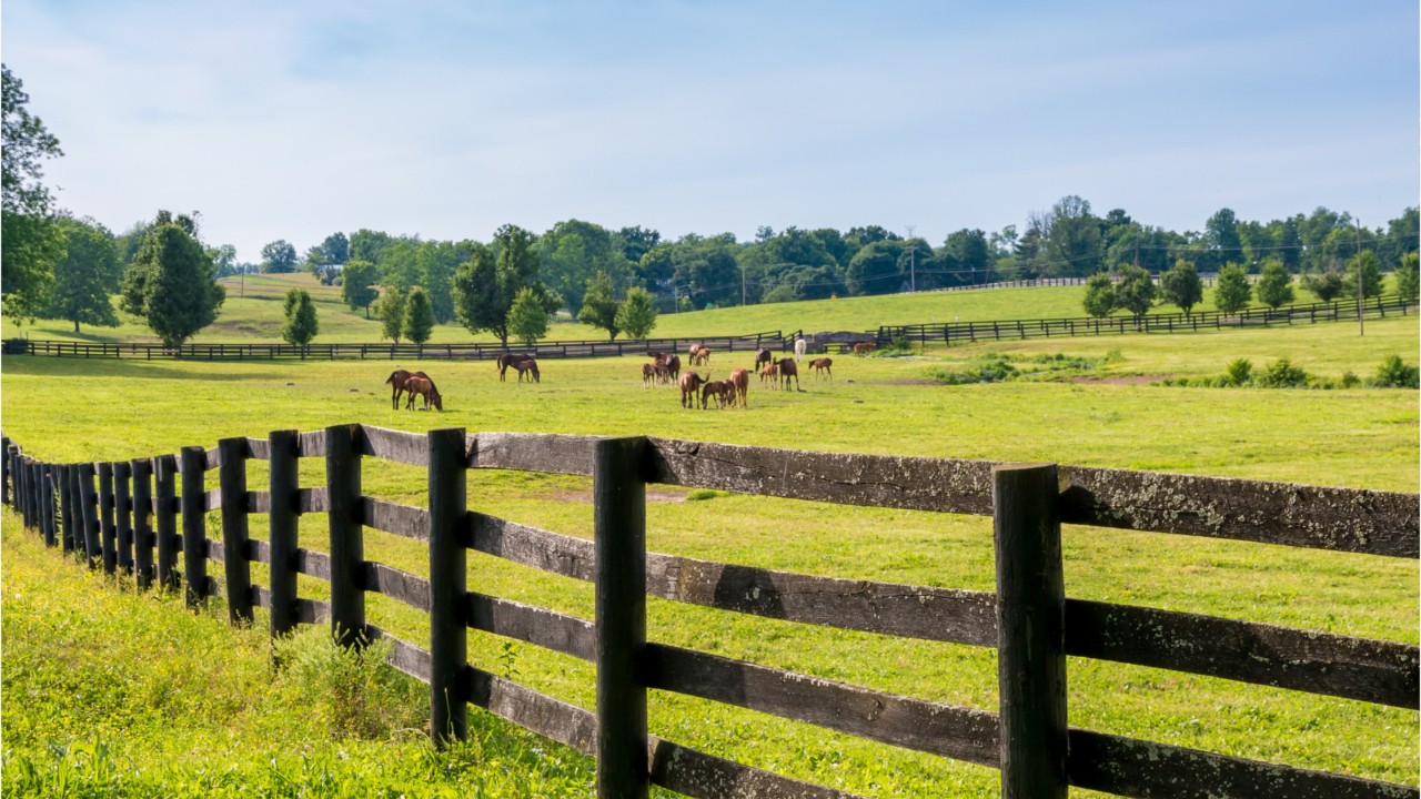 6 more horses found shot to death in Ky., bringing total to 21