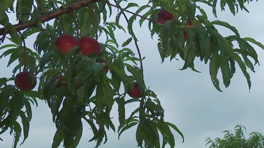 Picking peaches at Jenschke Orchards in Ferdericksburg