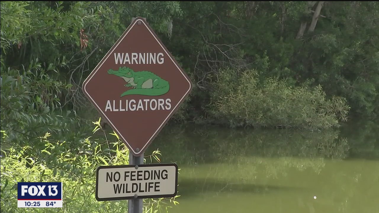 Watch for gators during mating season
