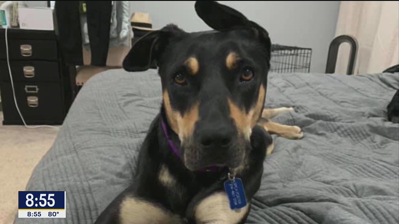 Dog of the Day: Sister