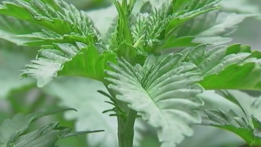Cannabis legislation in NY