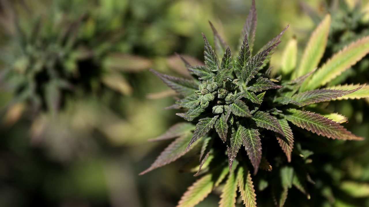 CBD vs. THC: What's the difference?