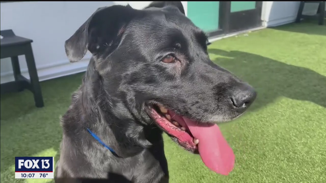 Happy, healthy, and on the way to a new family