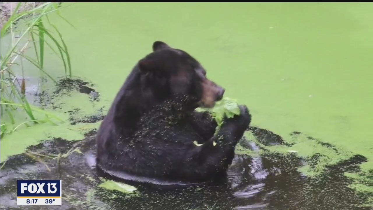 Animals that do not like the cold