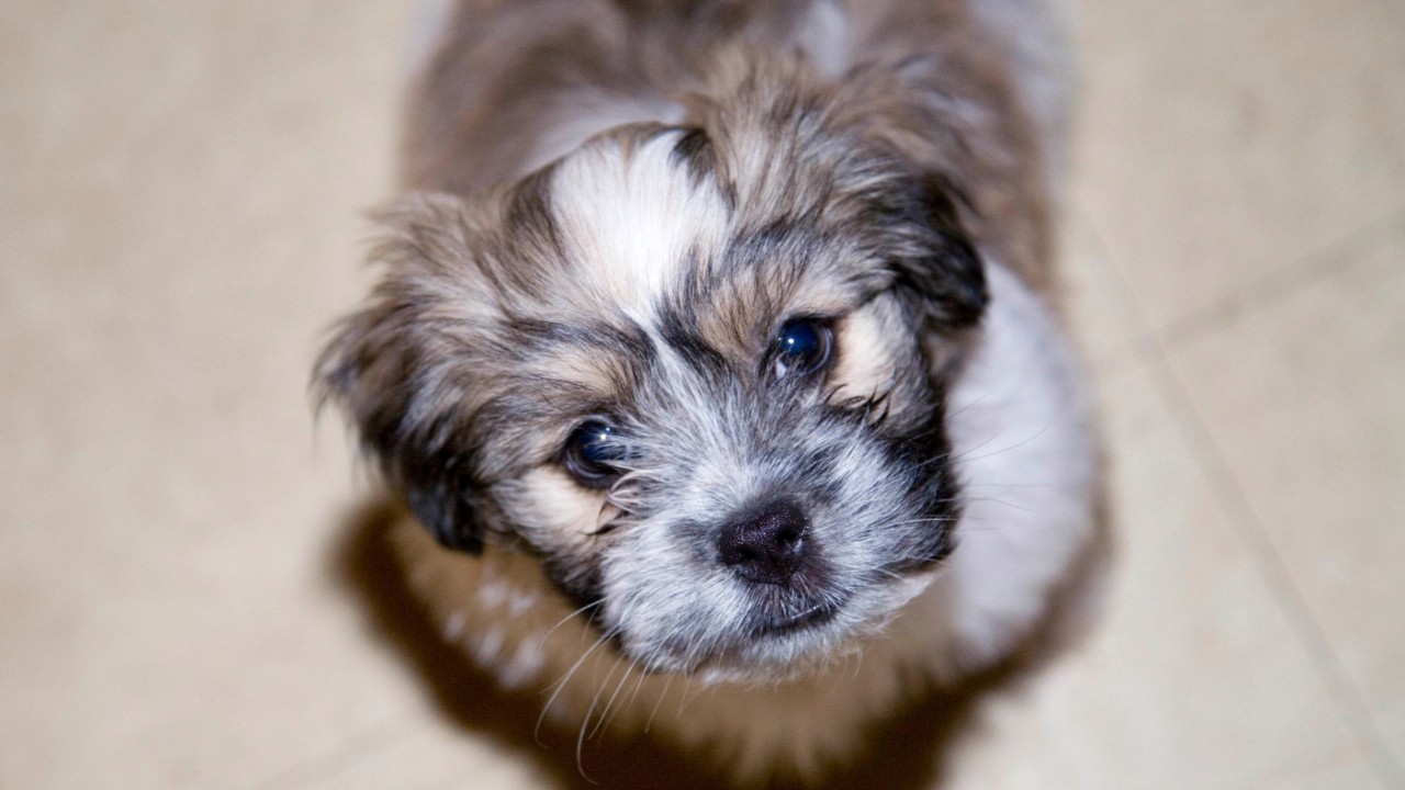 CDC investigating outbreak of drug-resistant infections linked to contact with pet store puppies