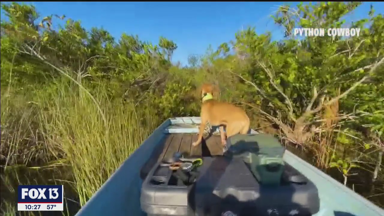 Man and his dog make perfect python hunting pair