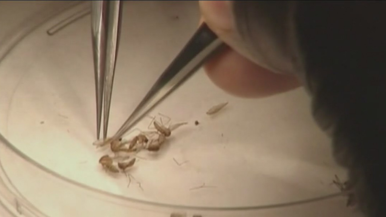 Genetically modified mosquitoes approved for release by EPA in Houston