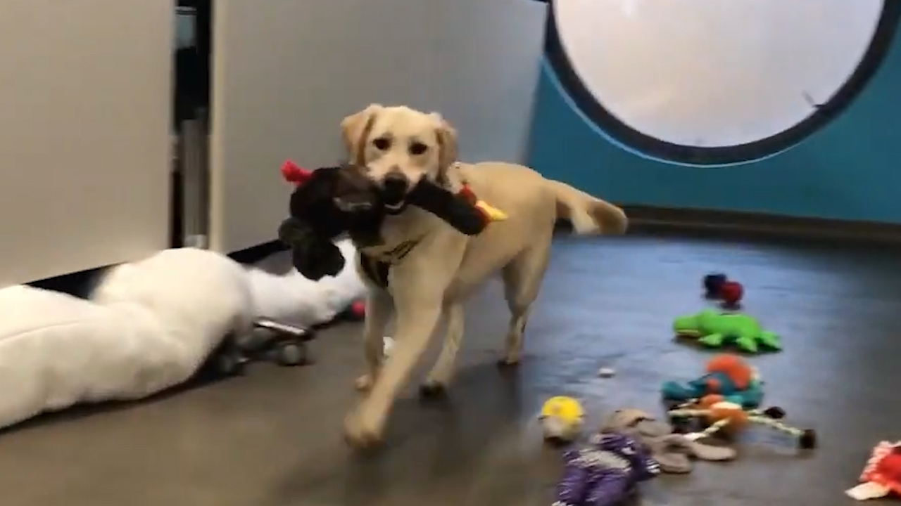 Shelter dogs pick Christmas toys