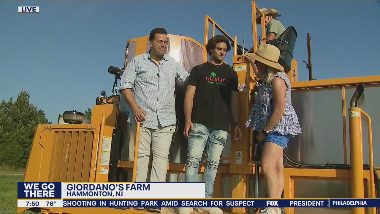 Blueberry farming at Giordano's Farm