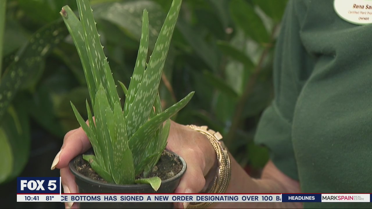 Houseplants for Dad