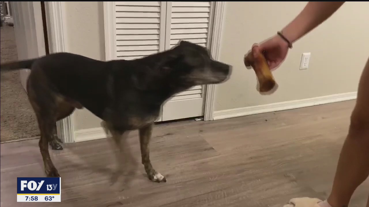Omega Bones honors beloved dog