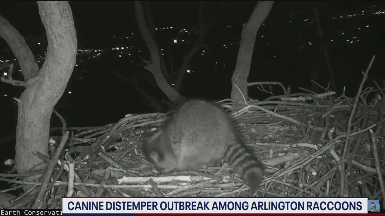 Canine distemper concerns prompt Arlington raccoon warning
