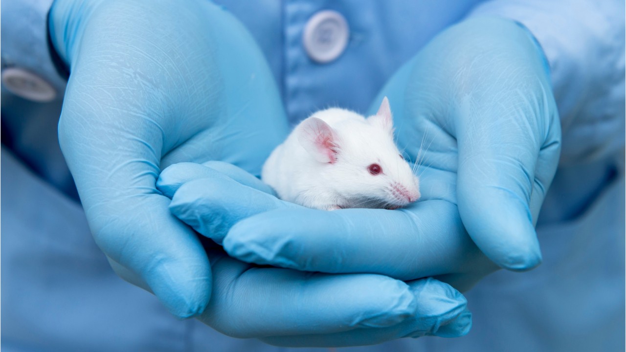 Potential Alzheimer's vaccine successfully treats mice