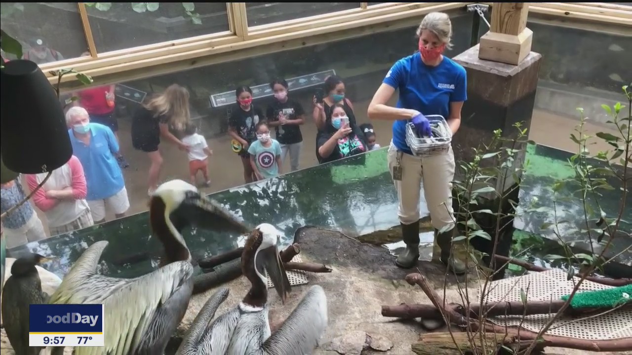 Brown pelicans are permanent residents at Florida Aquarium
