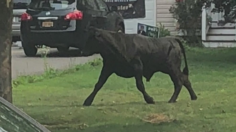 Bull on the run