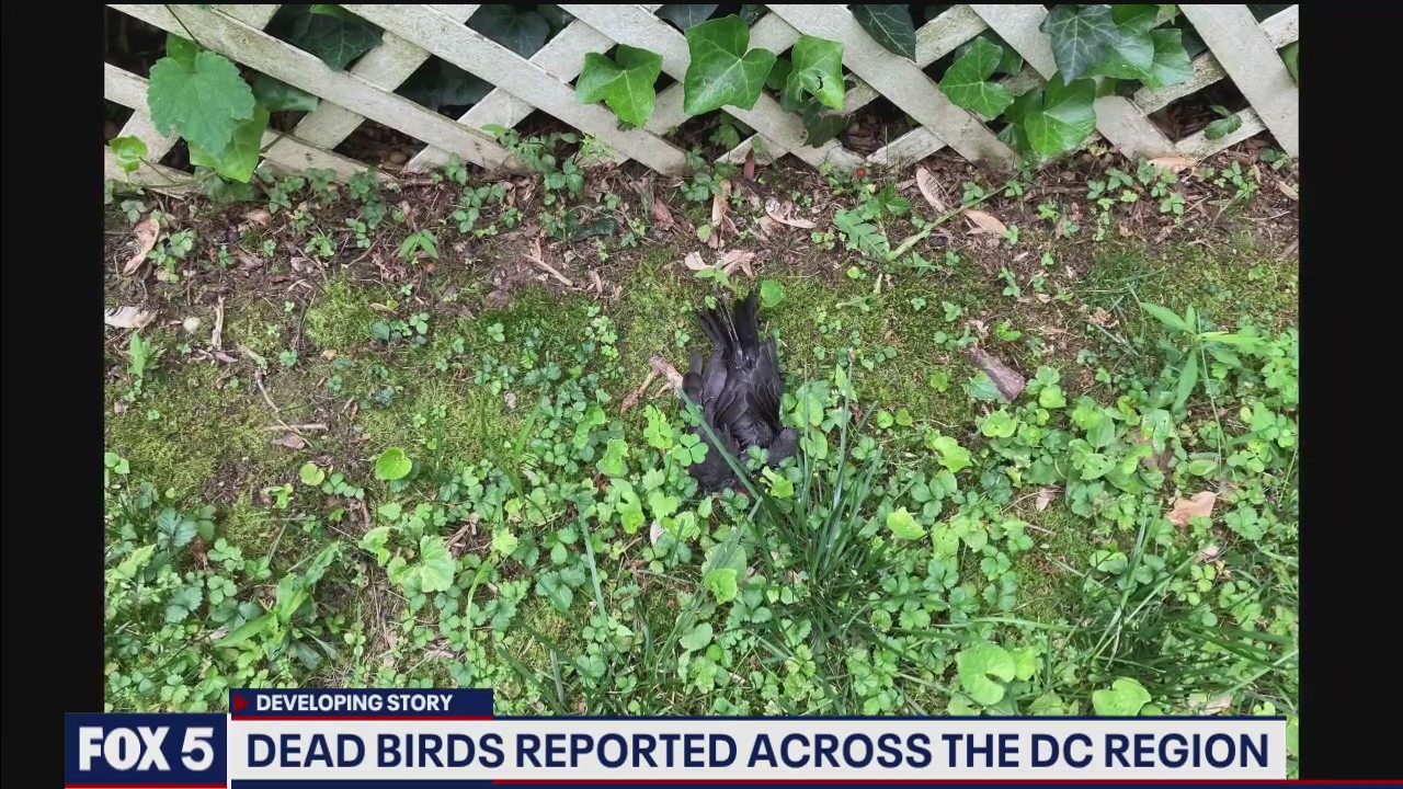 Dead birds reported across DMV