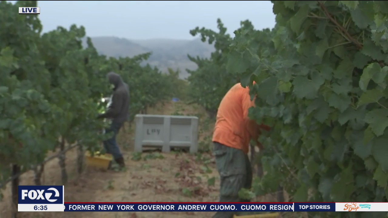 Livermore wineries harvesting grapes