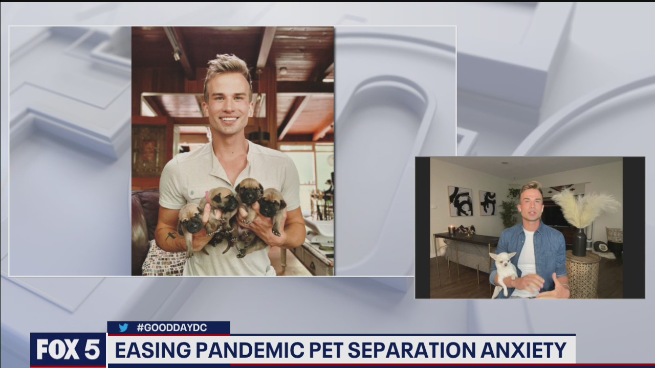 Easing pet separation anxiety