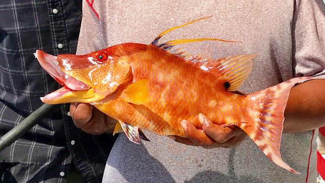Near shore, hogfish have been picky lately
