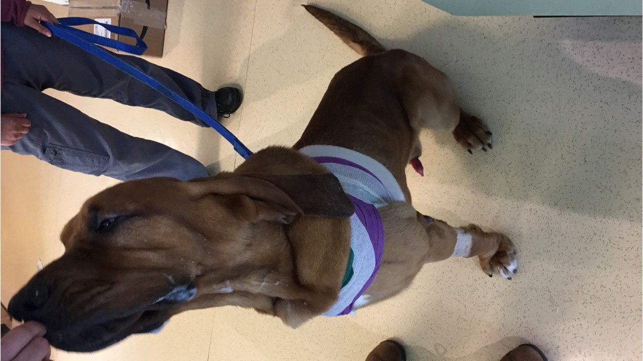 'Perfect dog' Blue, former police bloodhound who had leg amputated due to cancer, needs new home