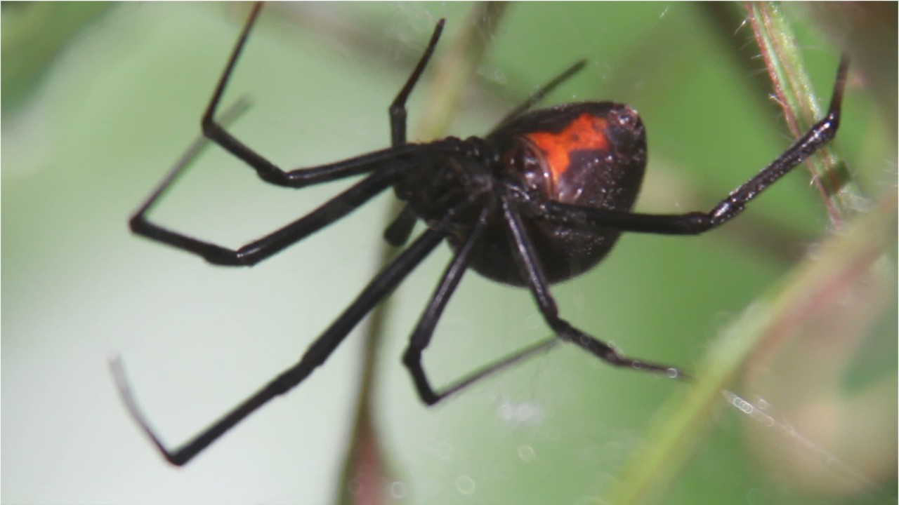 3 boys let black widow bite them to get Spider-Man's superpowers