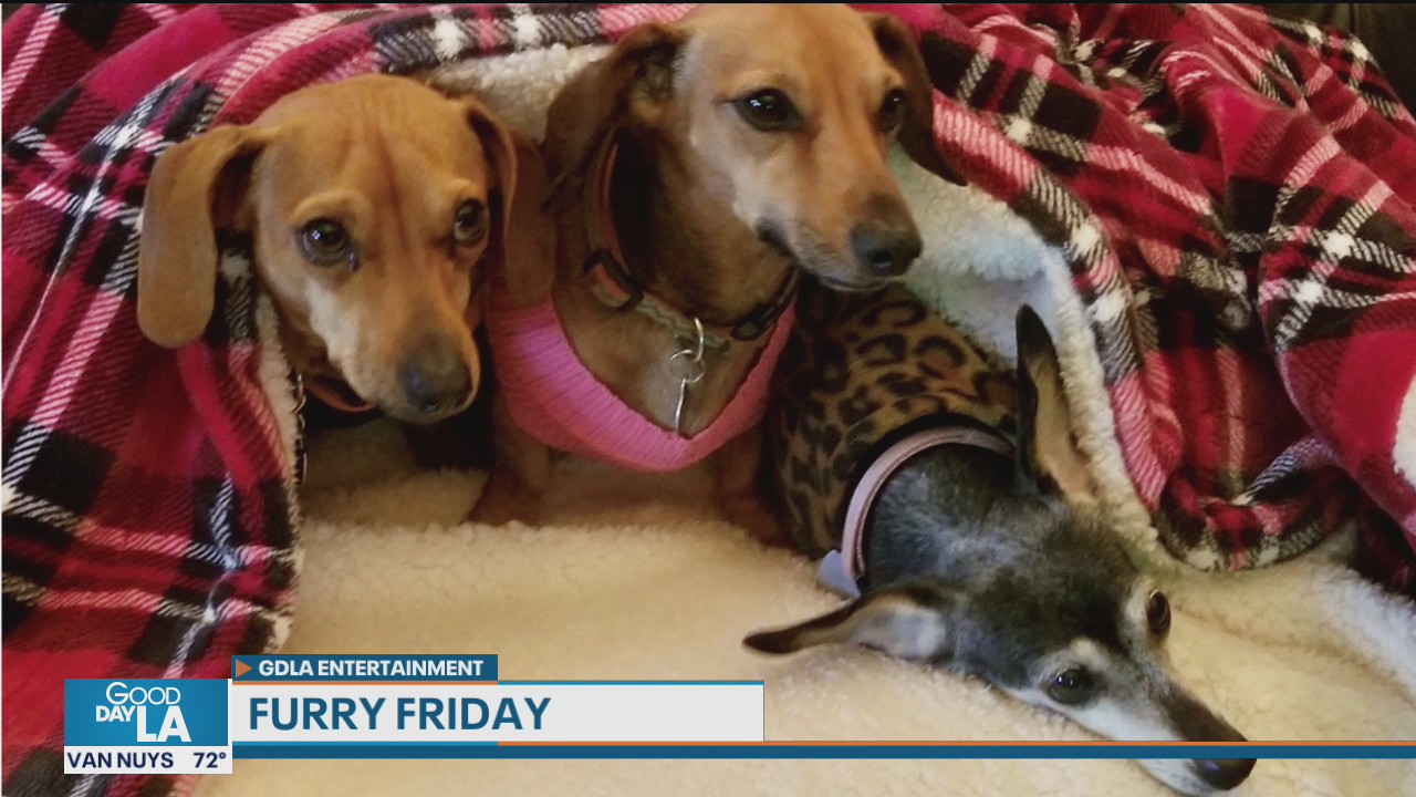 Furry Friday