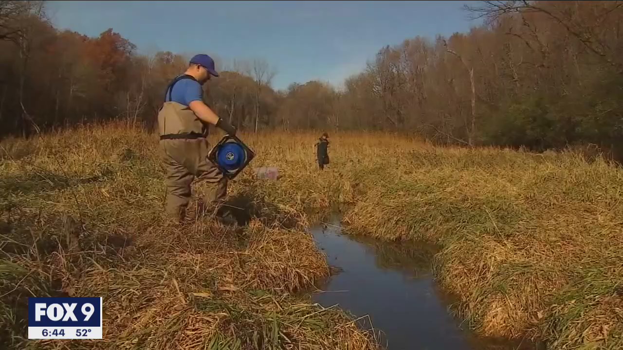 Scientists removing invasive goldfish by the truckload from Chaska lake