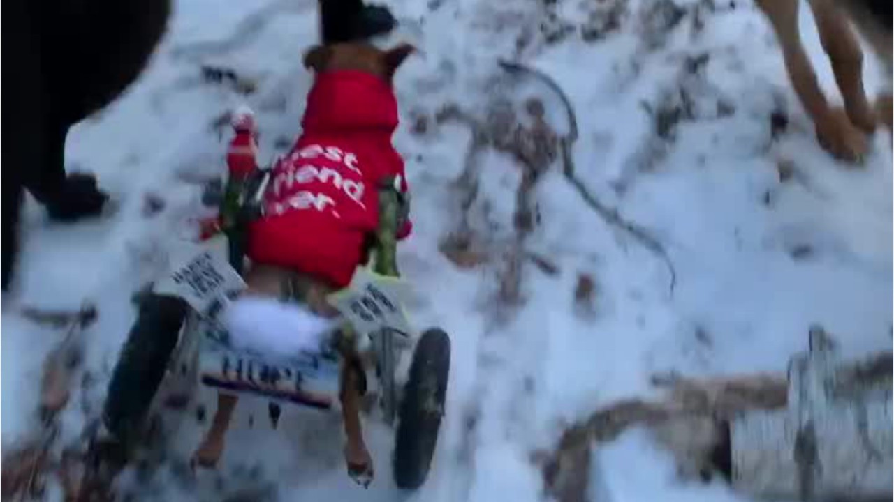 Adorable dogs with special needs play in snow during holiday season