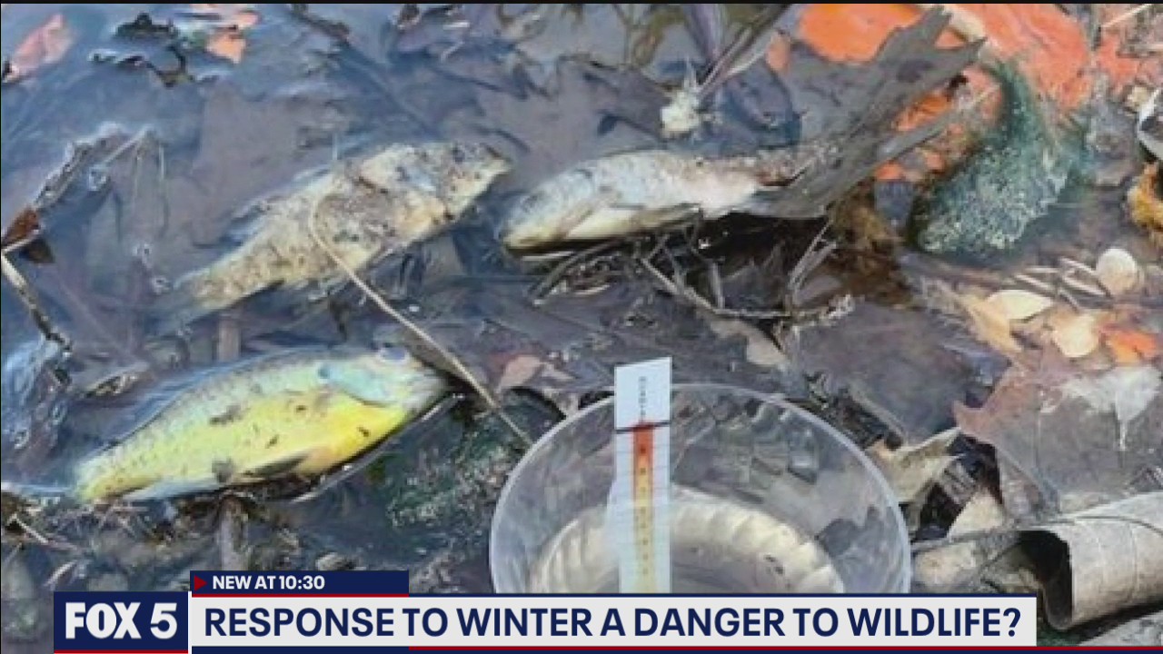Response to winter a danger to wildlife?