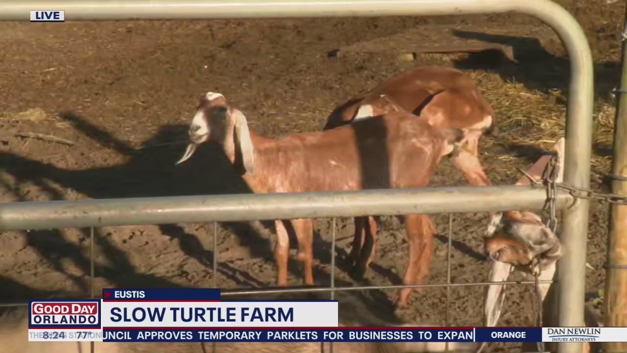 David Does It: Slow Turtle Farm