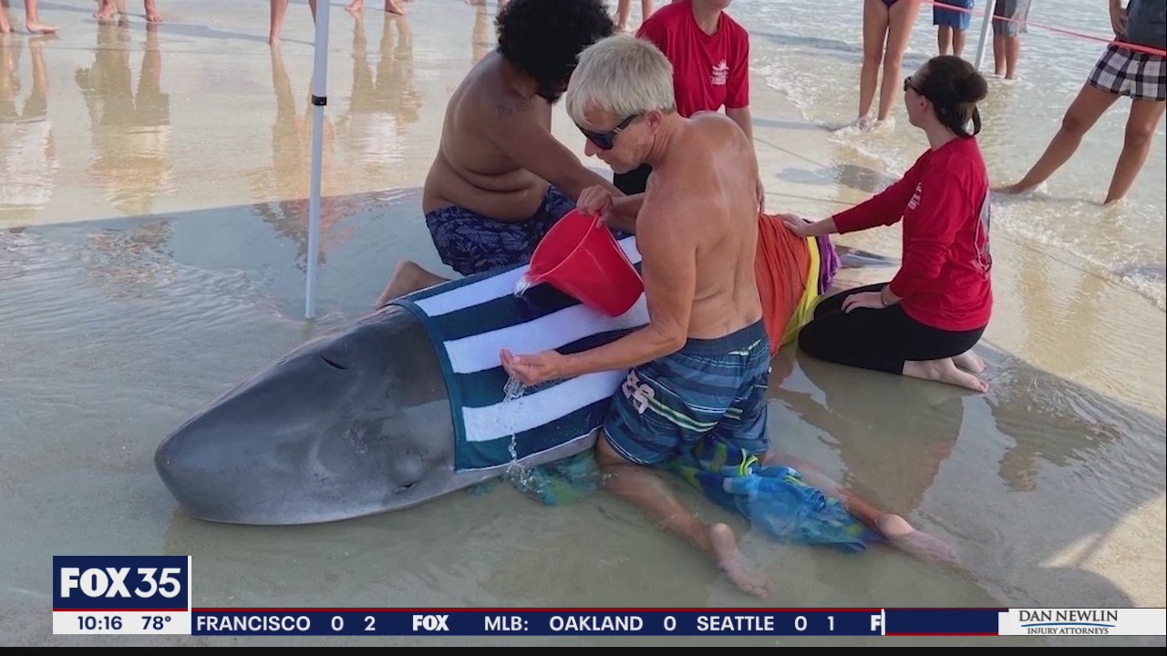 Whale euthanized after beaching itself on New Smyrna Beach