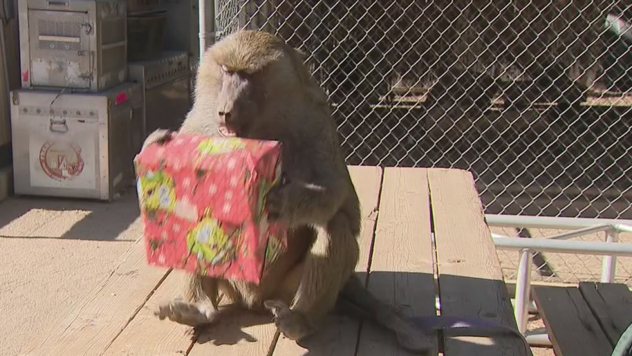 'Giving Tuesday' for primates at local sanctuary