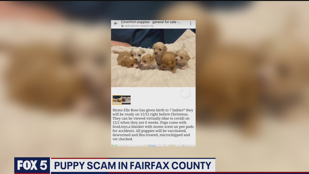 Puppy scam in Fairfax County