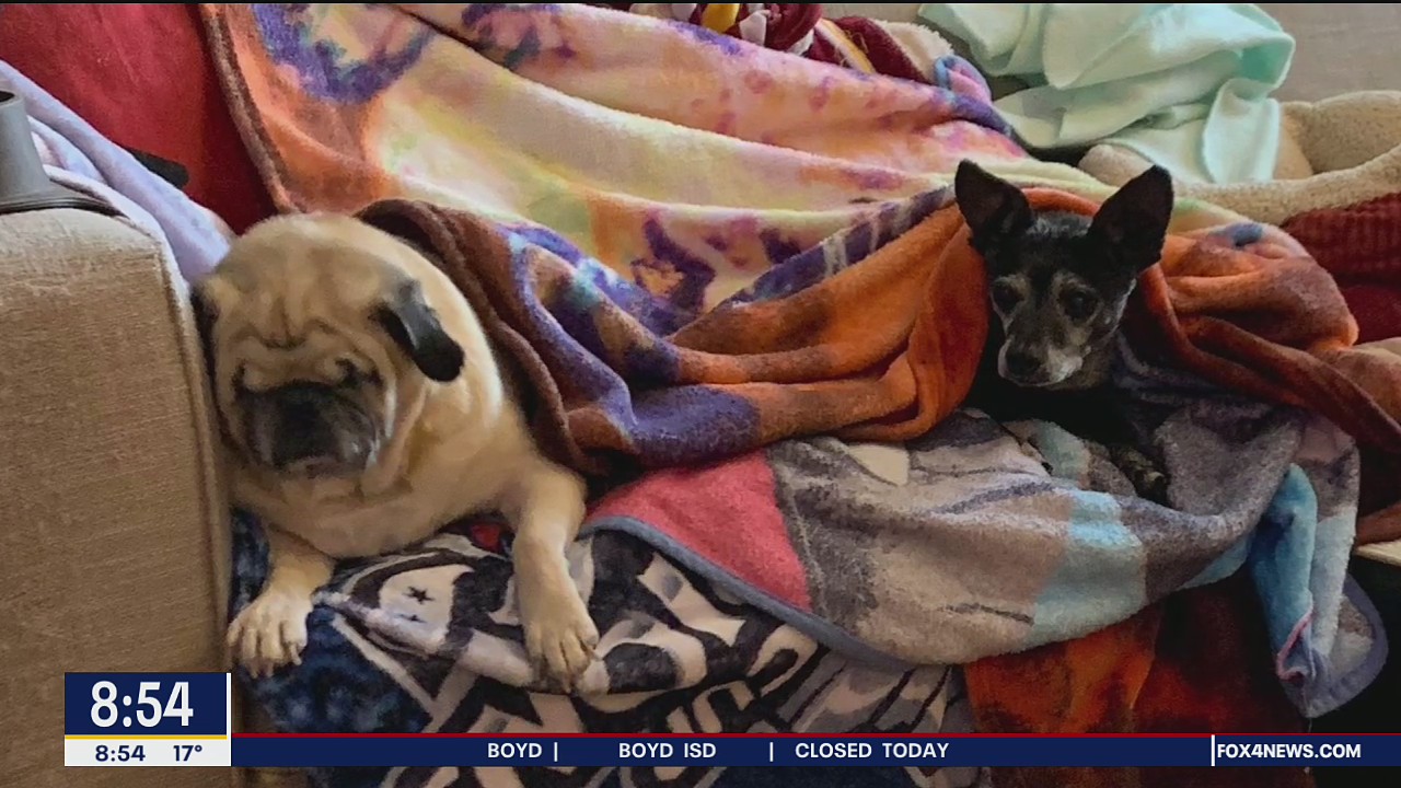 SPCA of Texas shares tips for keeping your pets warm