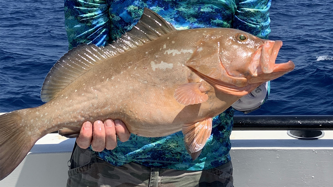 Red grouper bite remains steady offshore