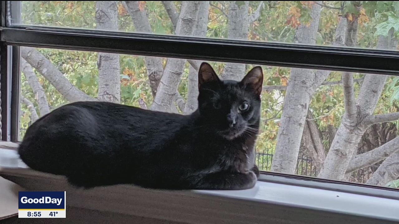 Pet of the Day: Raven