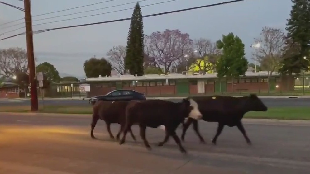Cows stampede through Pico Rivera neighborhood