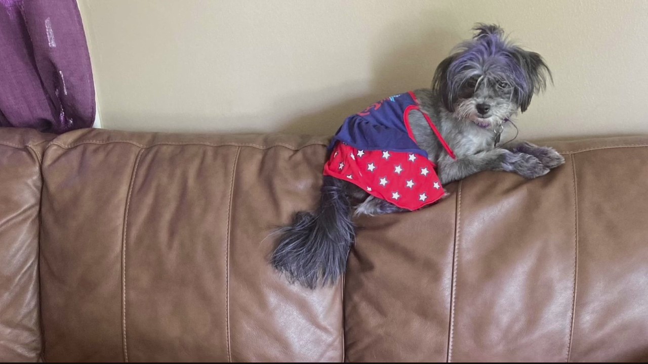 Dog stolen from Detroit woman battling lupus