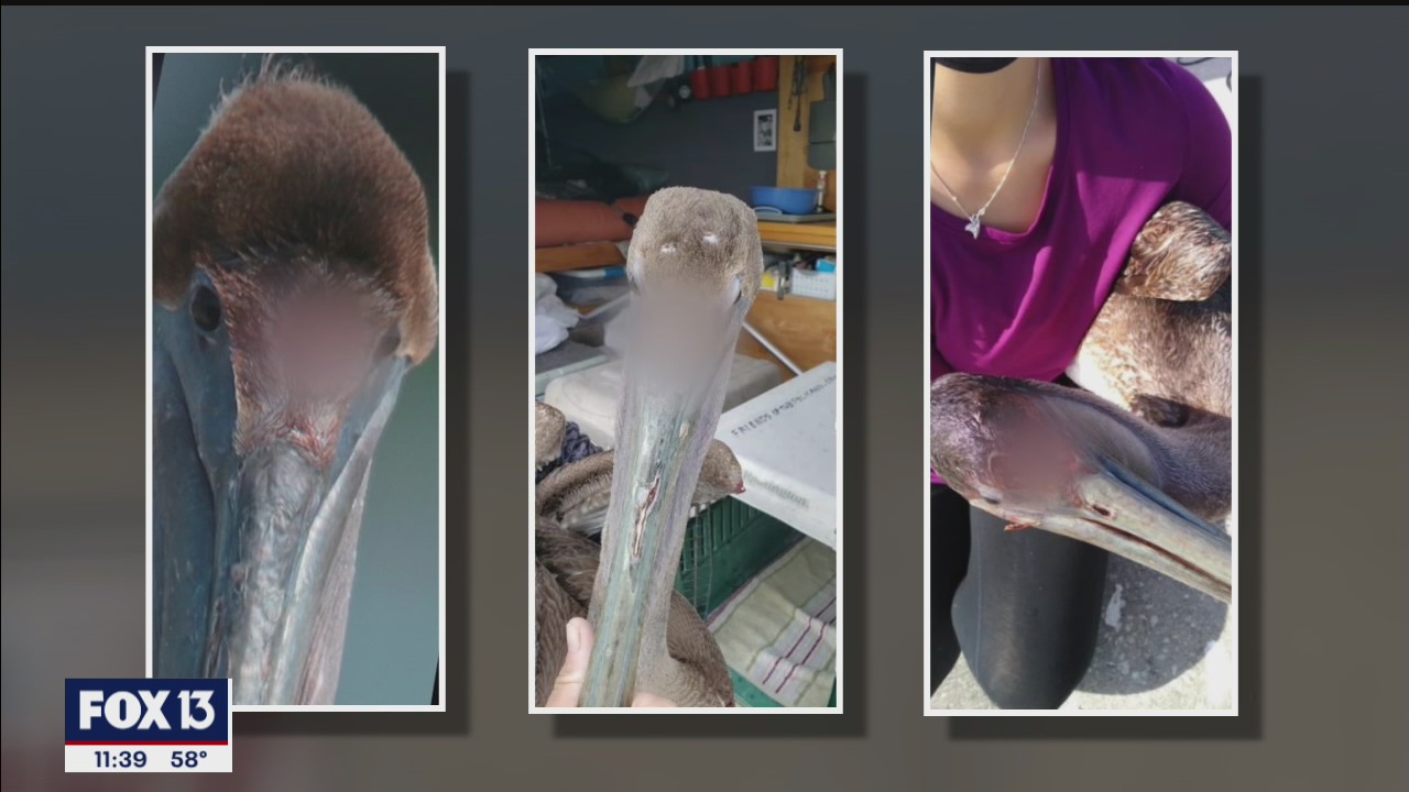 Investigation ongoing into mysterious pelican injuries