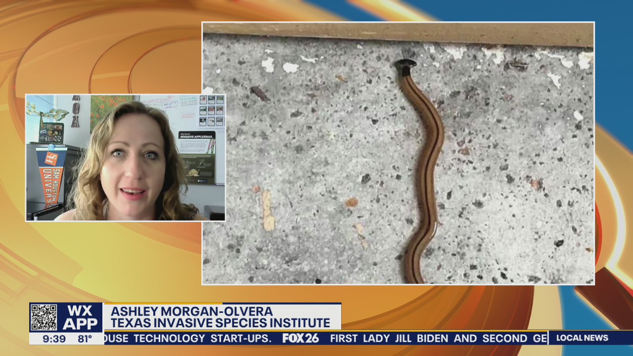 Predatory 'hammerhead flatworms' have emerged in Houston area