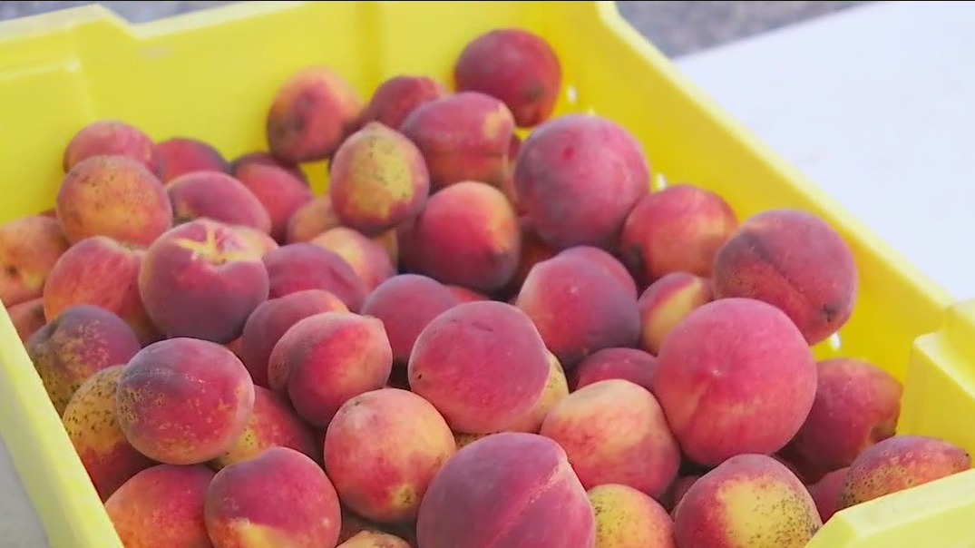 Local vendors you can support at the Barton Creek Farmer's Market
